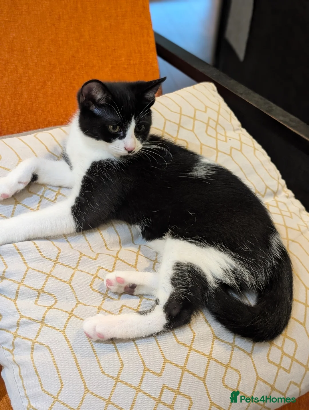 Mixed Breed cats for sale: Pair of Domestic Shorthair tuxedo kittens for sale - Advert 5