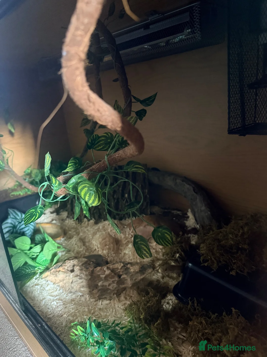 Corn Snake reptiles for sale: Corn Snake Slytherin & Full Setup – £400 ONO - Advert 8