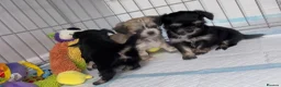 Mixed Breed dogs for sale: Tiny Malchi puppies - Advert 20
