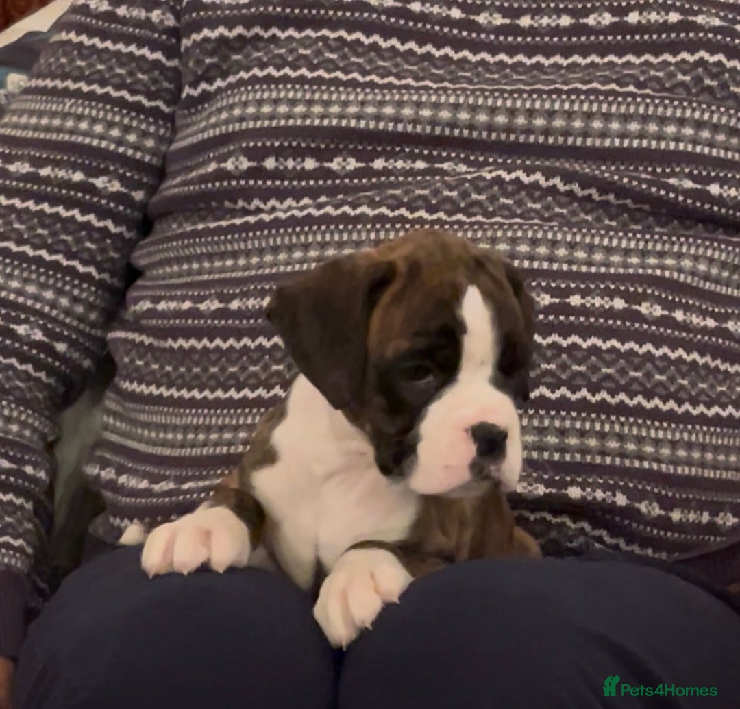 Boxer dogs for sale: adorable boxer puppies  - Advert 16