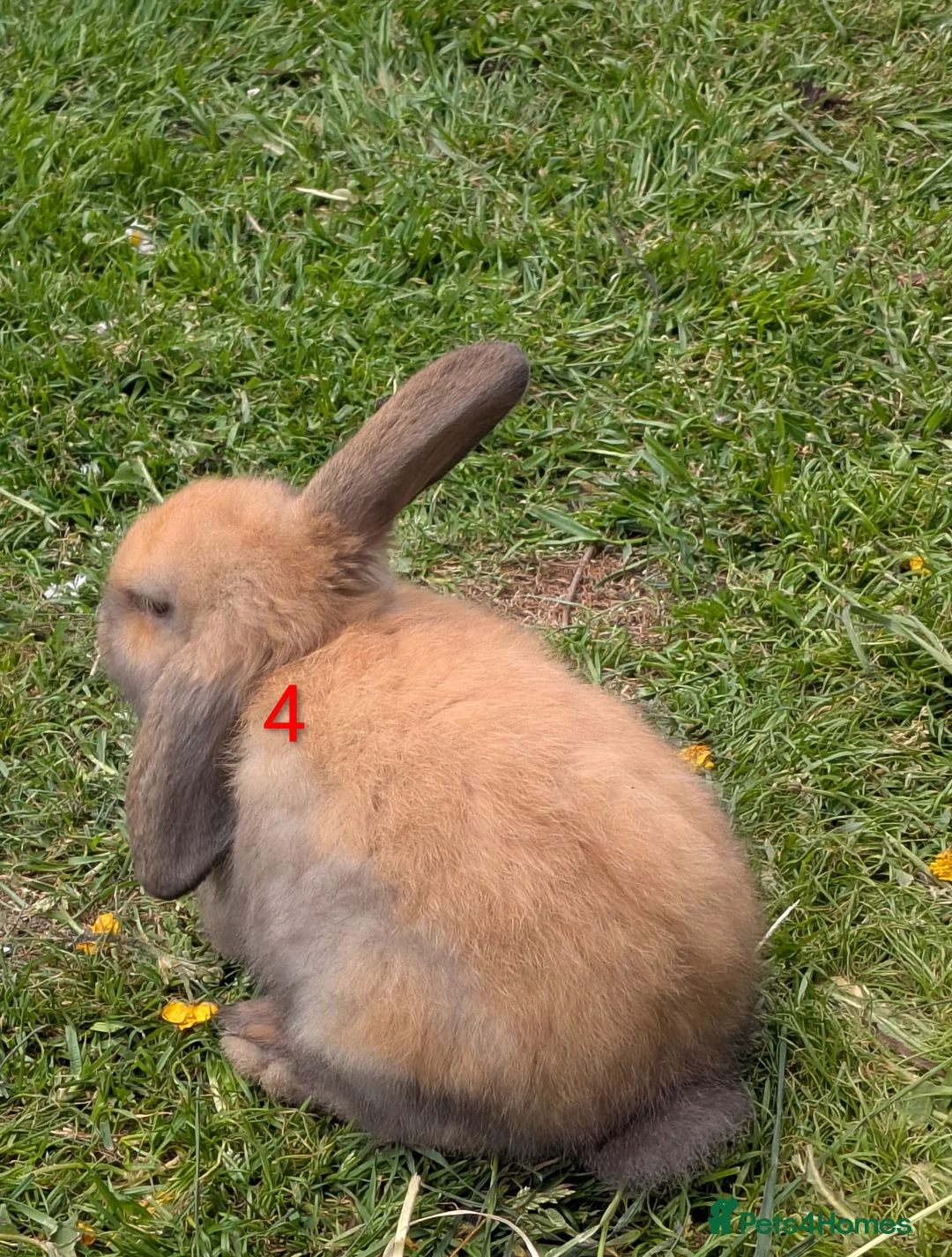 Mini Lop rabbits for sale: Mini Lip Bunnies in Sheffield - Advert 8