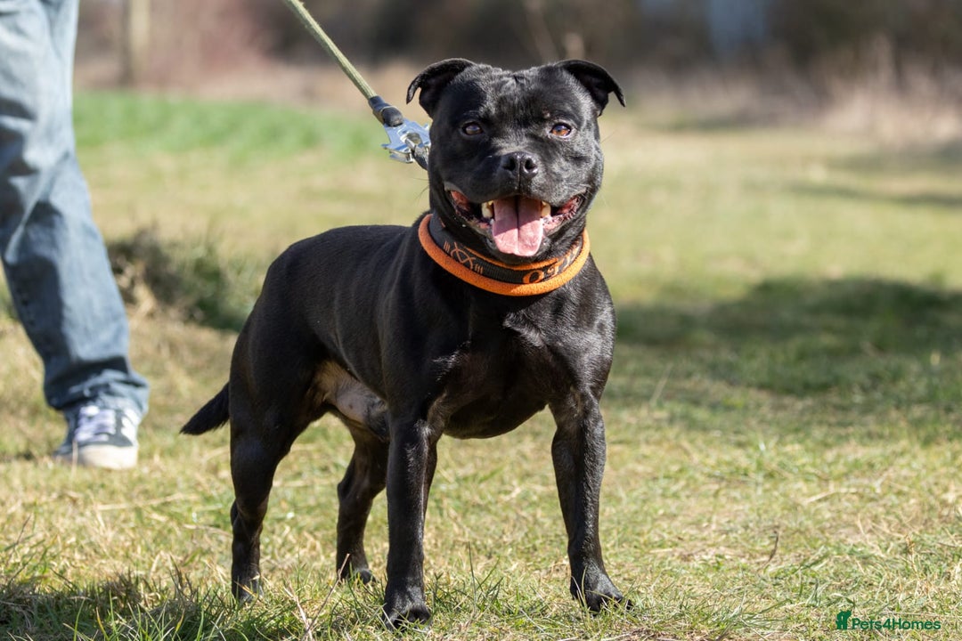 Staffordshire Bull Terrier dogs for sale: Staffordshire Bull Terrier pups - Image 4