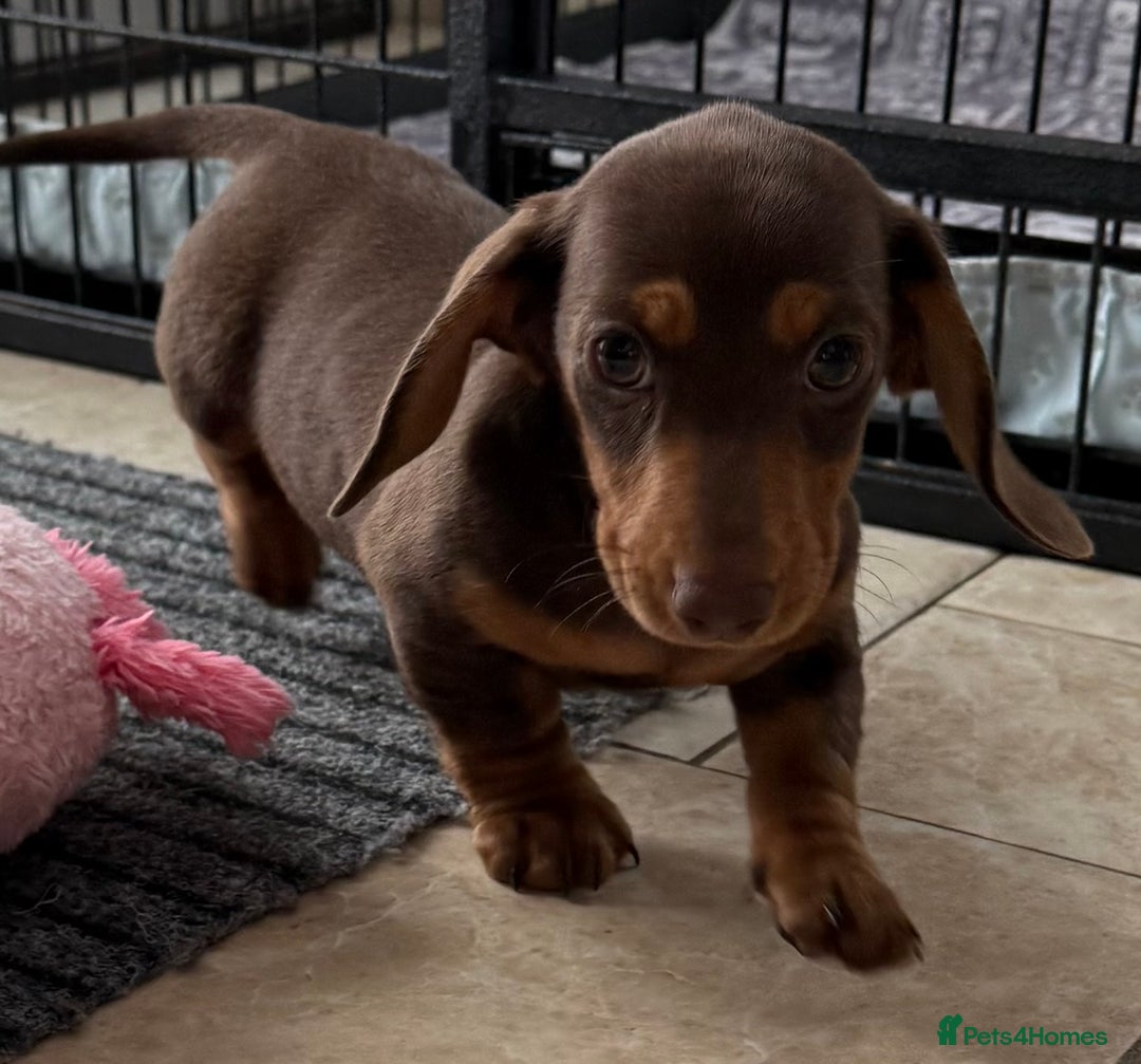 Miniature Dachshund dogs for sale: Beautiful miniature dachshunds ready now 🩷 - Image 15
