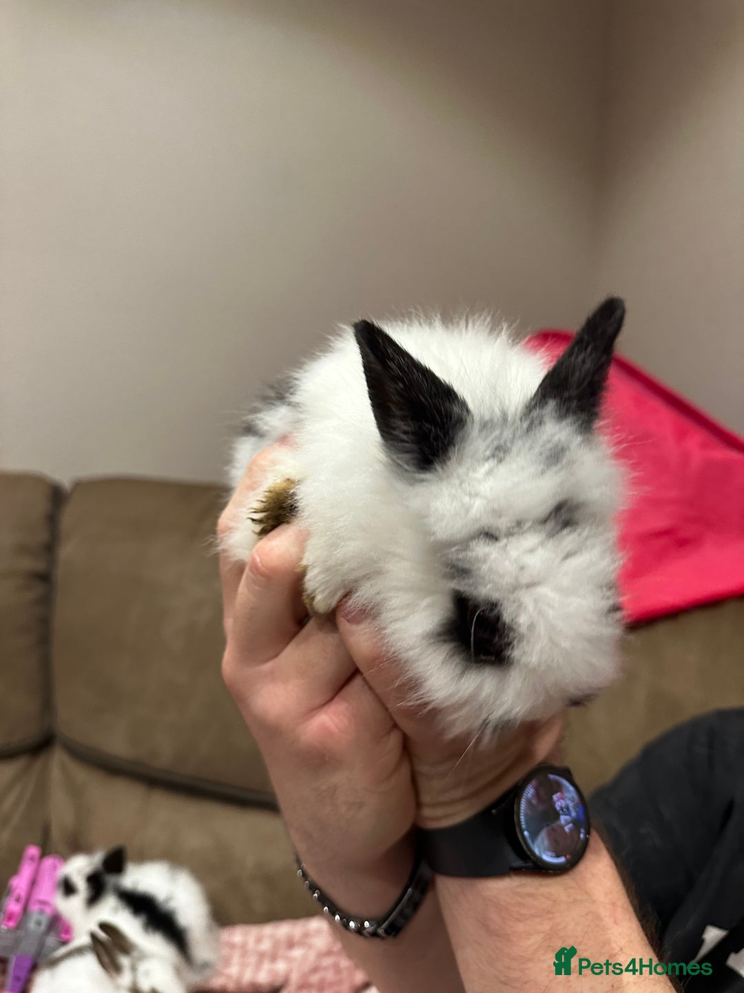 Mini Lion Lop rabbits for sale: Baby rabbits ready to leave for  **  ❤️ - Advert 7