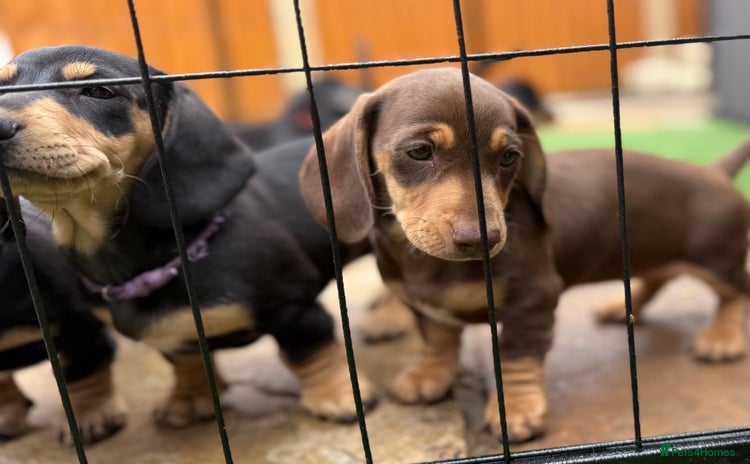 Dachshund dogs - Advert 2