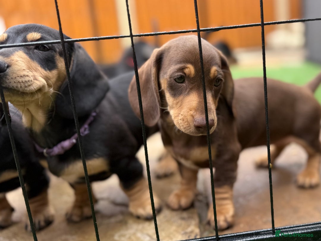 Dachshund dogs for sale: Black & Cream, Chocolate & Cream Dachshund Puppies - Image 1