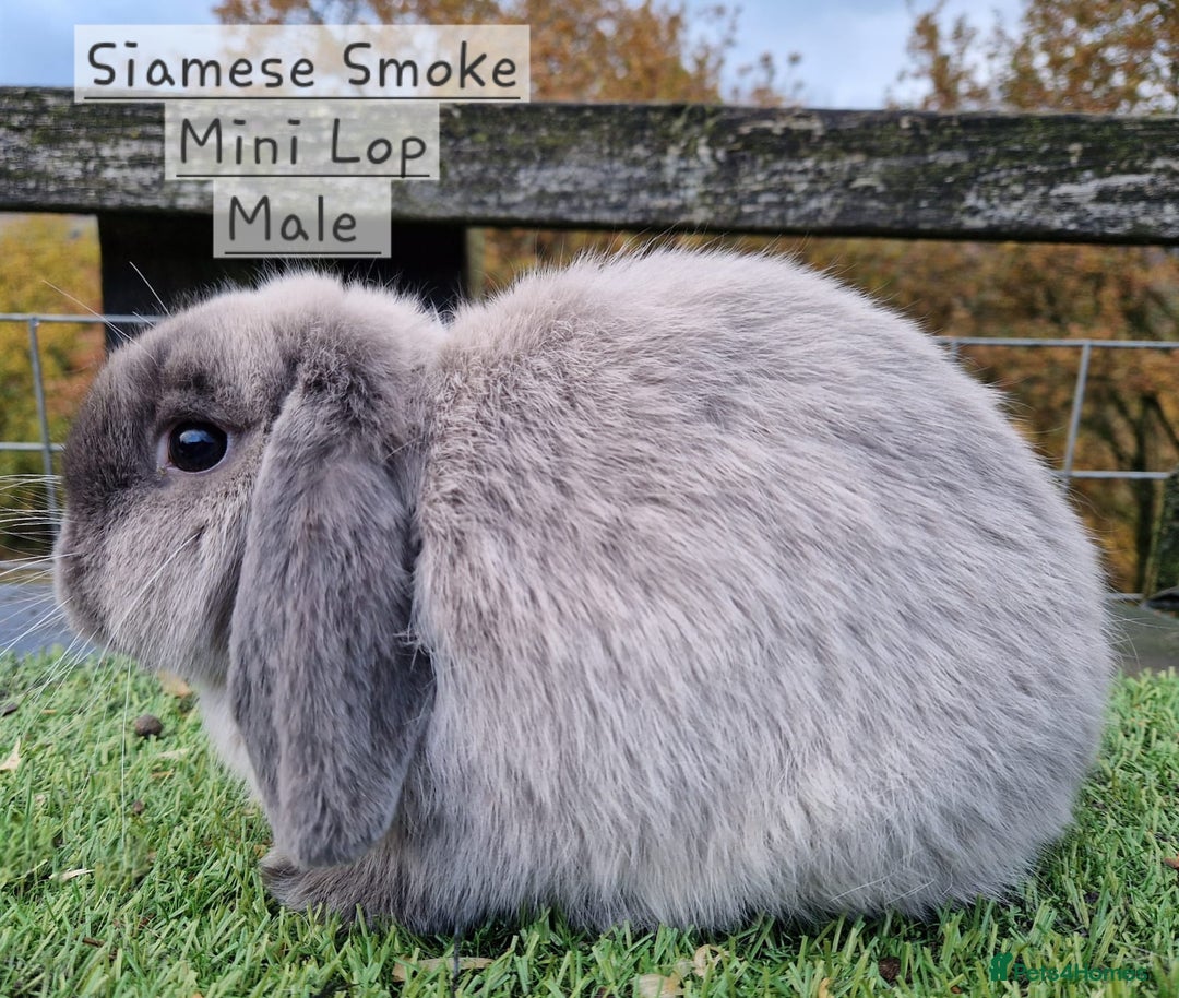 Mini Lop rabbits for sale: Various Mini Lops  - Advert 5