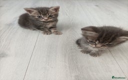 Bengal cats for sale: Kitten boys  - Image 7