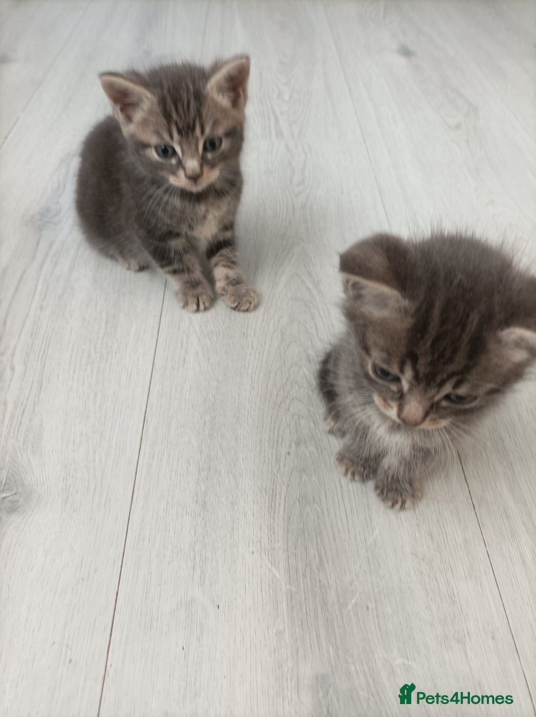 Bengal cats for sale: Kitten boys  - Image 7
