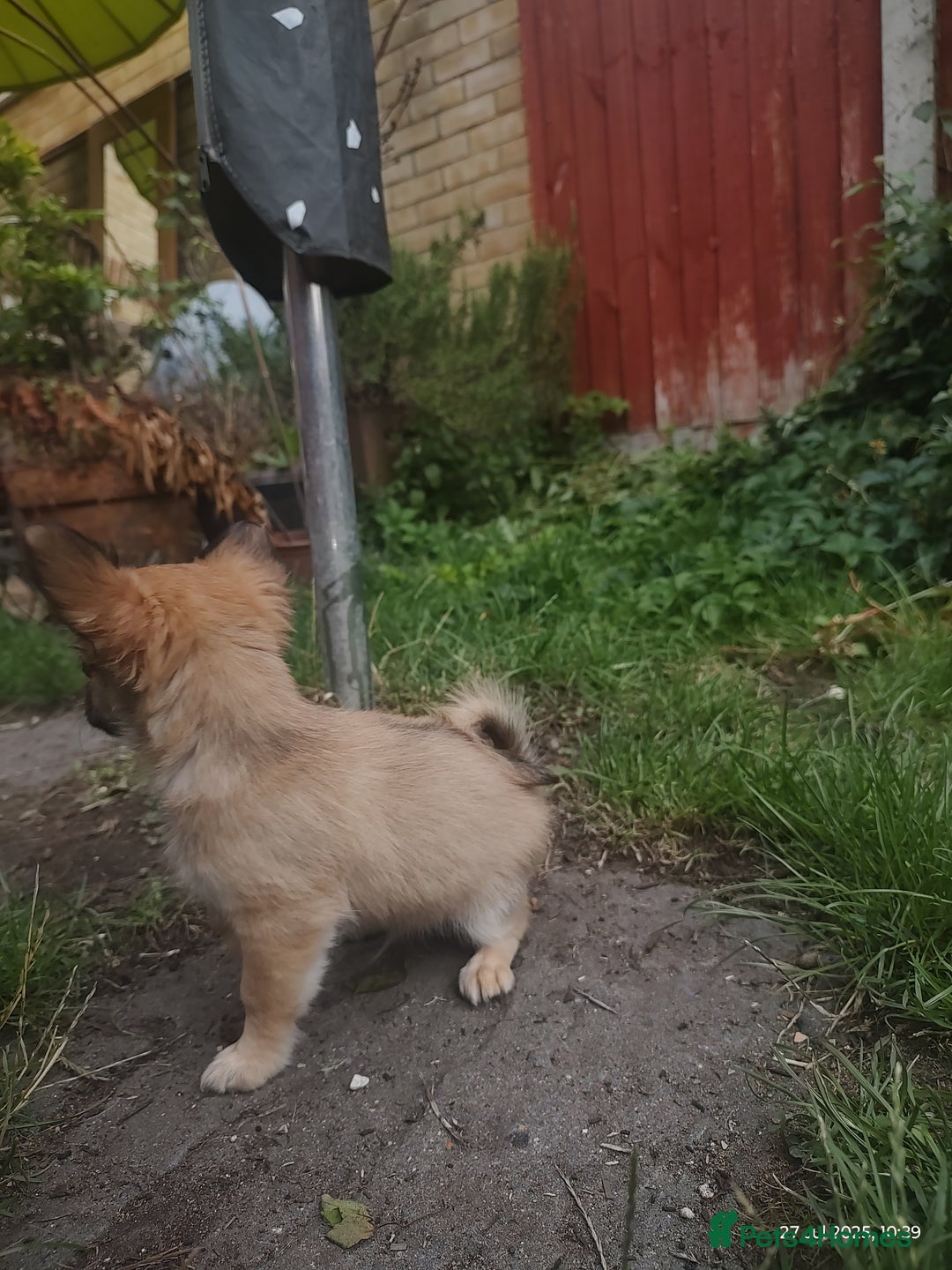 Chihuahua dogs for sale: Adorable Loving hand reared ready now Chihuahuas - Image 12