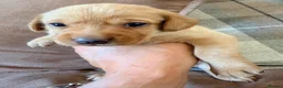 Labrador Retriever dogs for sale: Stunning fox red KC Labrador puppies  - Advert 7