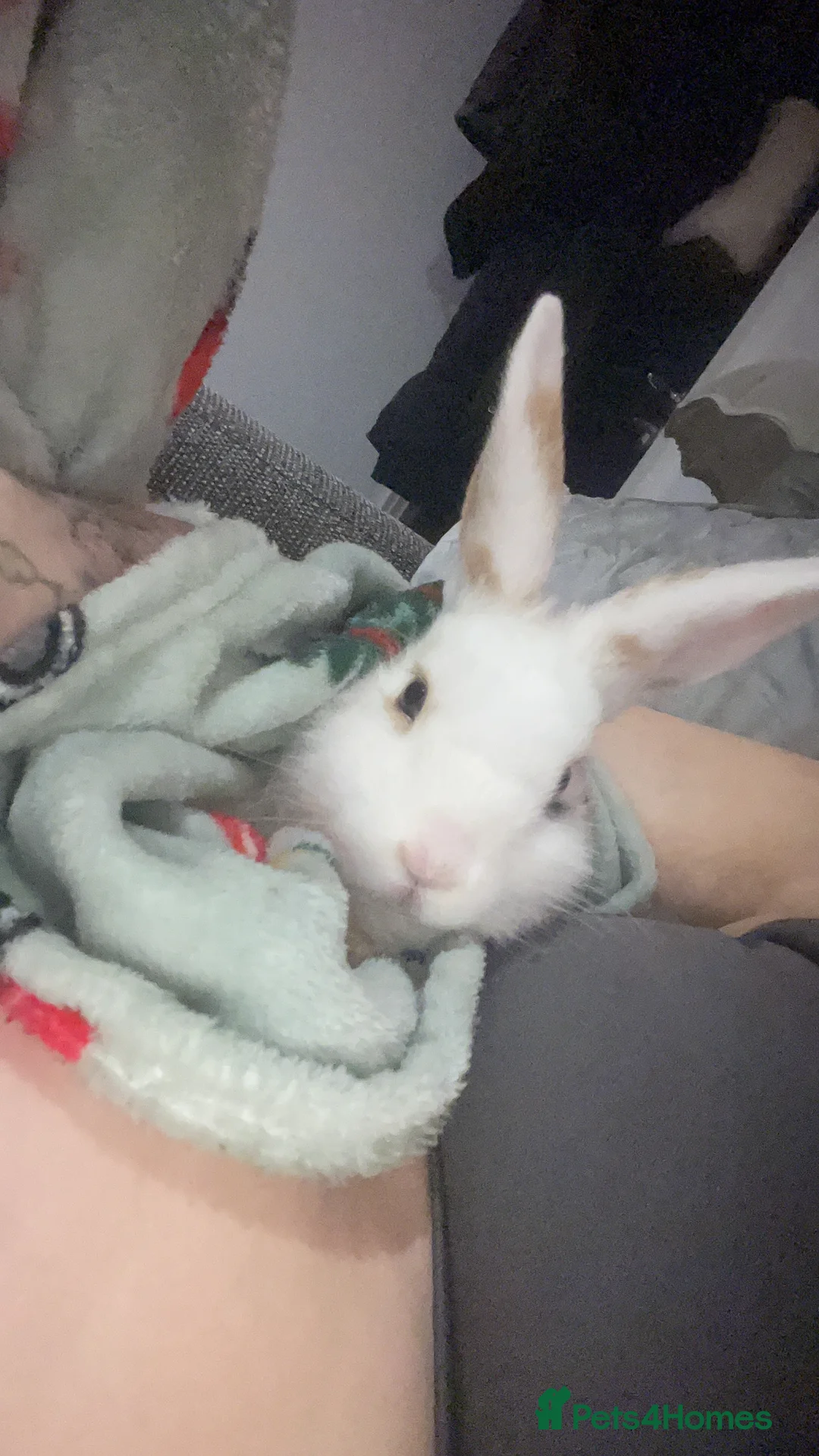 Rex rabbits for sale: Minni Rex boy (Gucci) - Advert 1