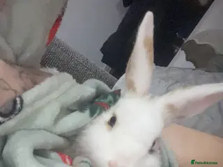 Rex rabbits Minni Rex boy (Gucci) - Advert 1