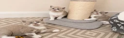 British Shorthair cats for sale: Exceptional Champion🏆 British longhair kitten - Advert 8