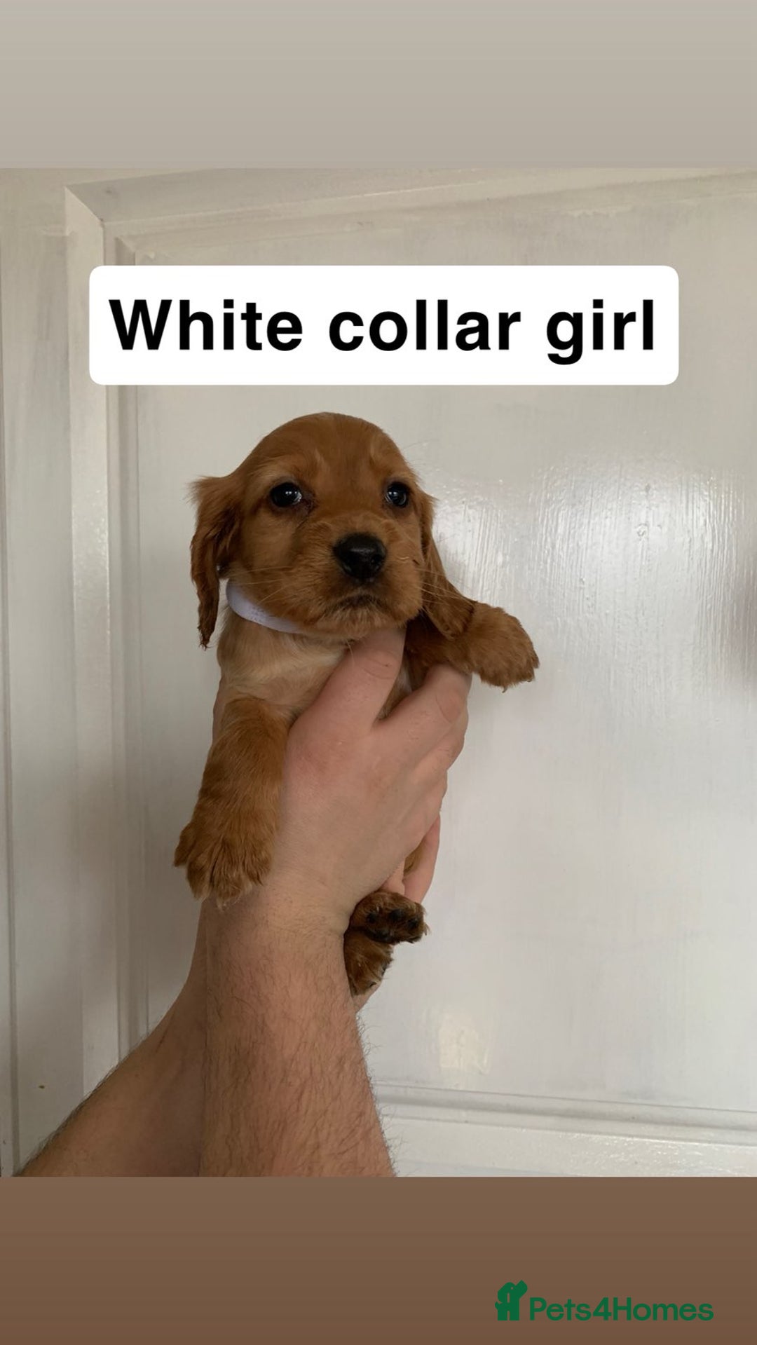 Cocker Spaniel dogs for sale: Showtype cocker spaniels  - Advert 12