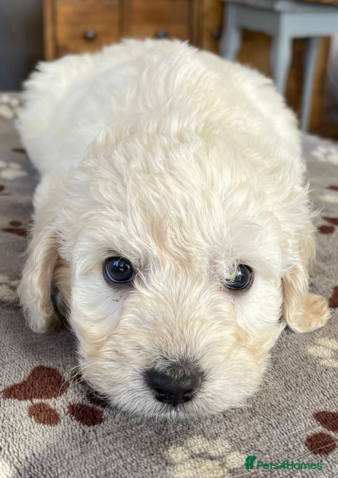 Cockapoo dogs for sale: Toy cockerpoo puppies  - Advert 5