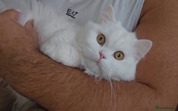 British Longhair cats for sale: British long hair pure white beautiful soul - Image 4