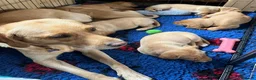 Labrador Retriever dogs for sale: Outstanding KC Registered Fox Red Labrador Puppies - Advert 12