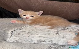 Mixed Breed cats for sale: 4 Gorgeous Kittens Ready for Their Forever Homes! - Image 7