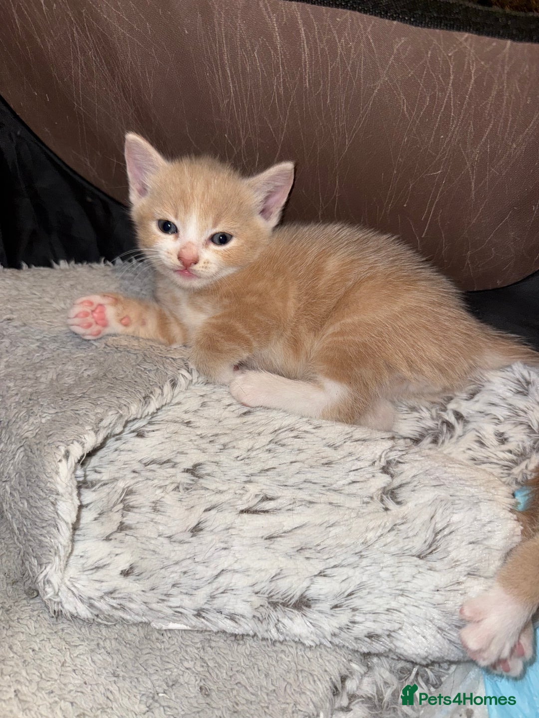 Mixed Breed cats for sale: 4 Gorgeous Kittens Ready for Their Forever Homes! - Image 7
