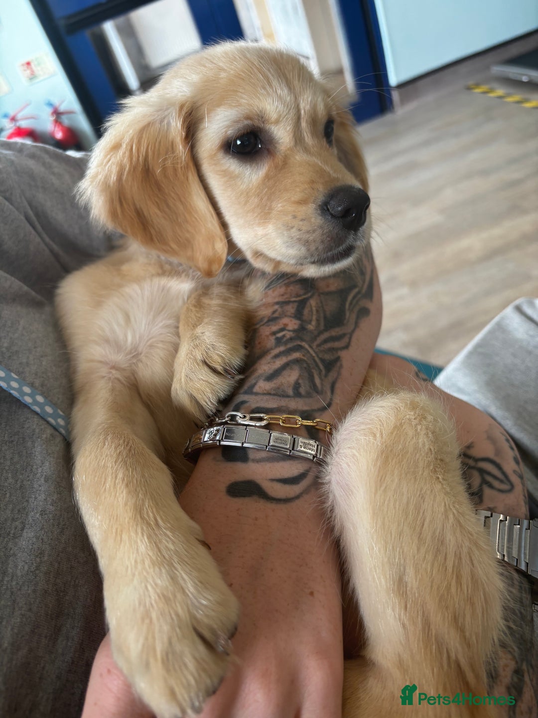 Golden Retriever dogs for sale: 7 month old golden retriever puppy  - Advert 9