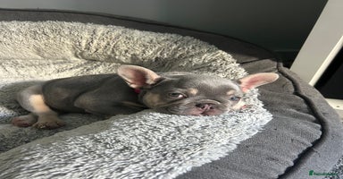French Bulldog dogs - Advert 1