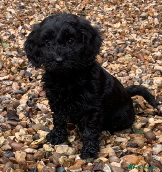 Cockapoo dogs F1 health tested Cockapoo puppies - Advert 17