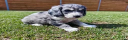 Cockapoo dogs for sale: Beautiful F1 Cockapoo Babies 🐾🐾🐾 - Advert 22