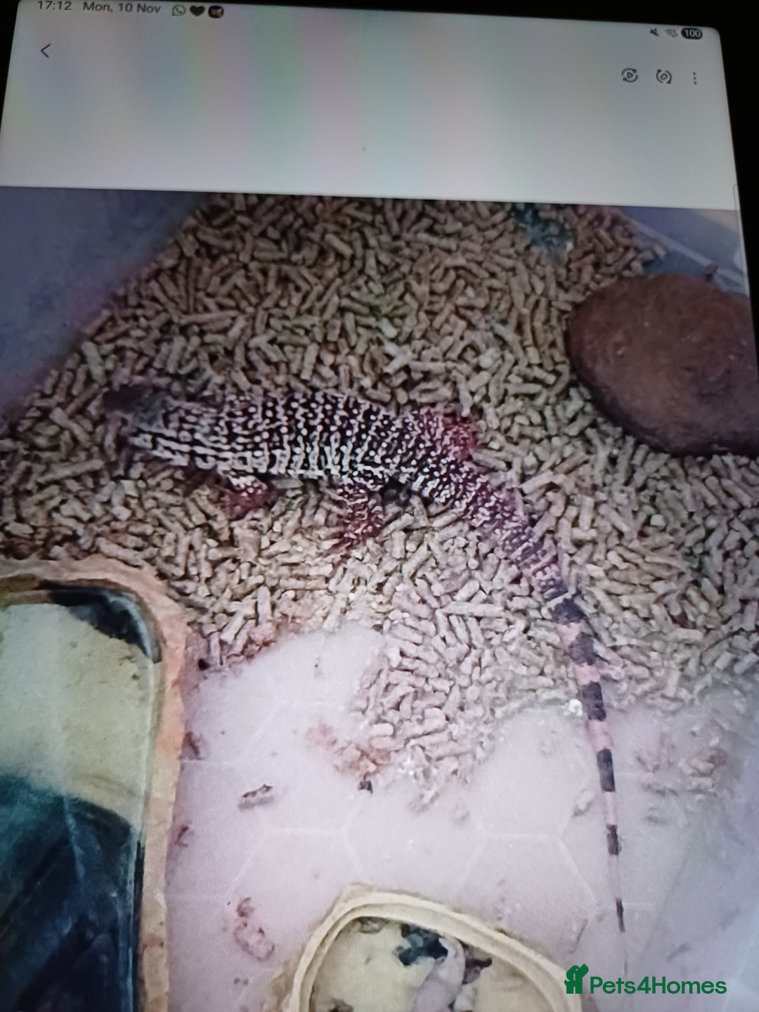 Lizard reptiles for sale: Red tegu  - Advert 3