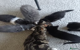 Mixed Breed cats for sale: 3 x gorgeous kittens available  - Image 8