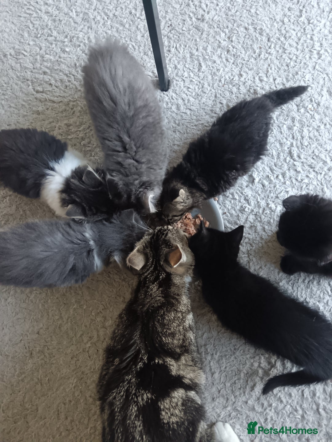 Mixed Breed cats for sale: 3 x gorgeous kittens available  - Image 8