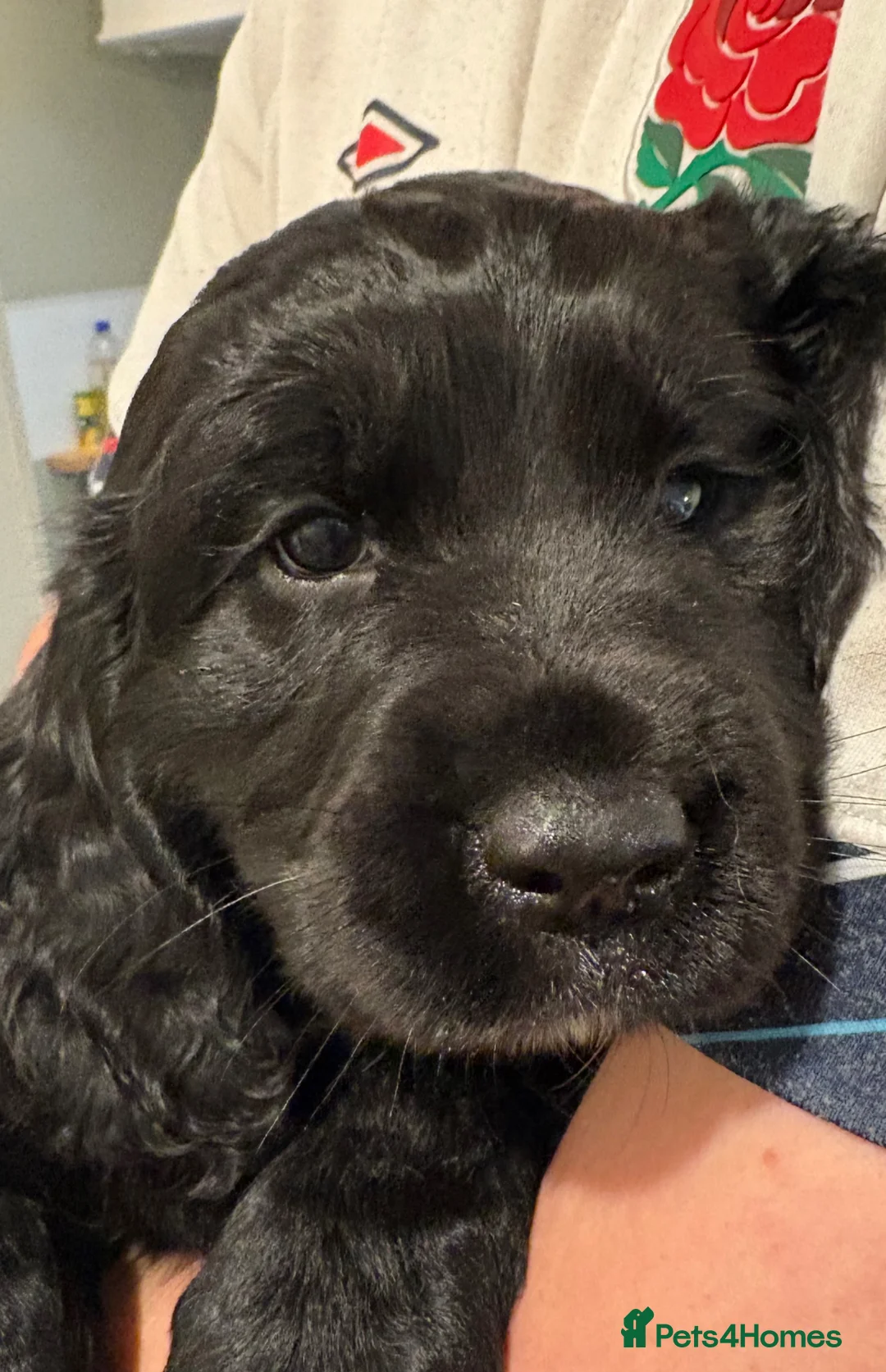 Cockerdor dogs for sale: Beautiful Cockerdor Puppies  - Advert 7