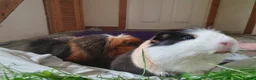 Guinea Pig rodents for sale: 2 guinea pigs! in Bolton - Advert 3