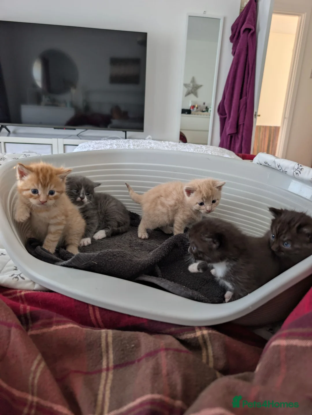 Maine Coon cats for sale: Main coon cross kittens!  - Advert 5