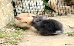 Lionhead rabbits for sale: Teddy Double & Single Lionhead Price starts at £35 - Image 29