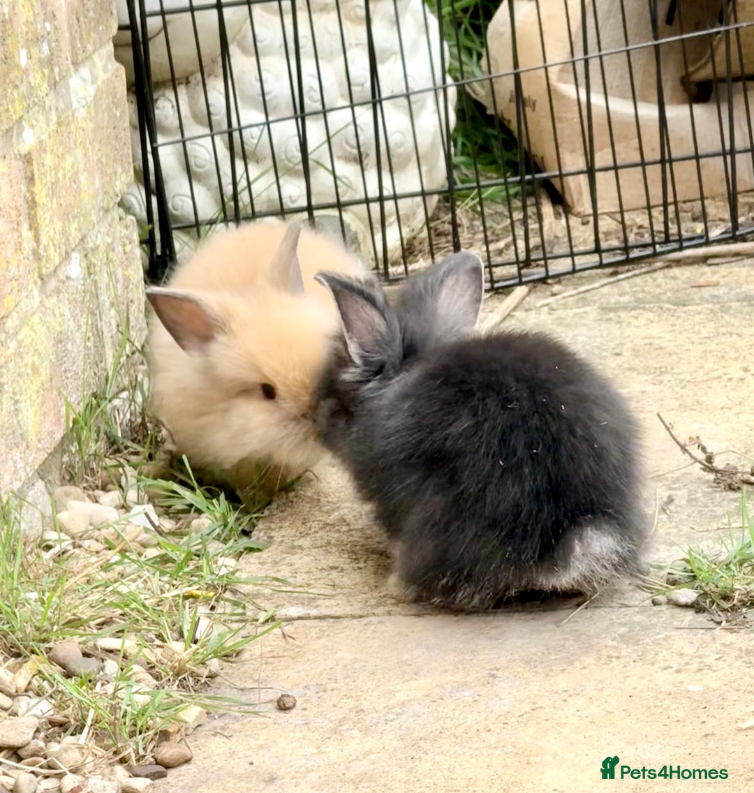 Lionhead rabbits for sale: Teddy Double & Single Lionhead Price starts at £35 - Image 29