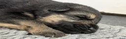 German Shepherd dogs for sale: Quality KC Puppies From Health Tested Parents - Advert 11