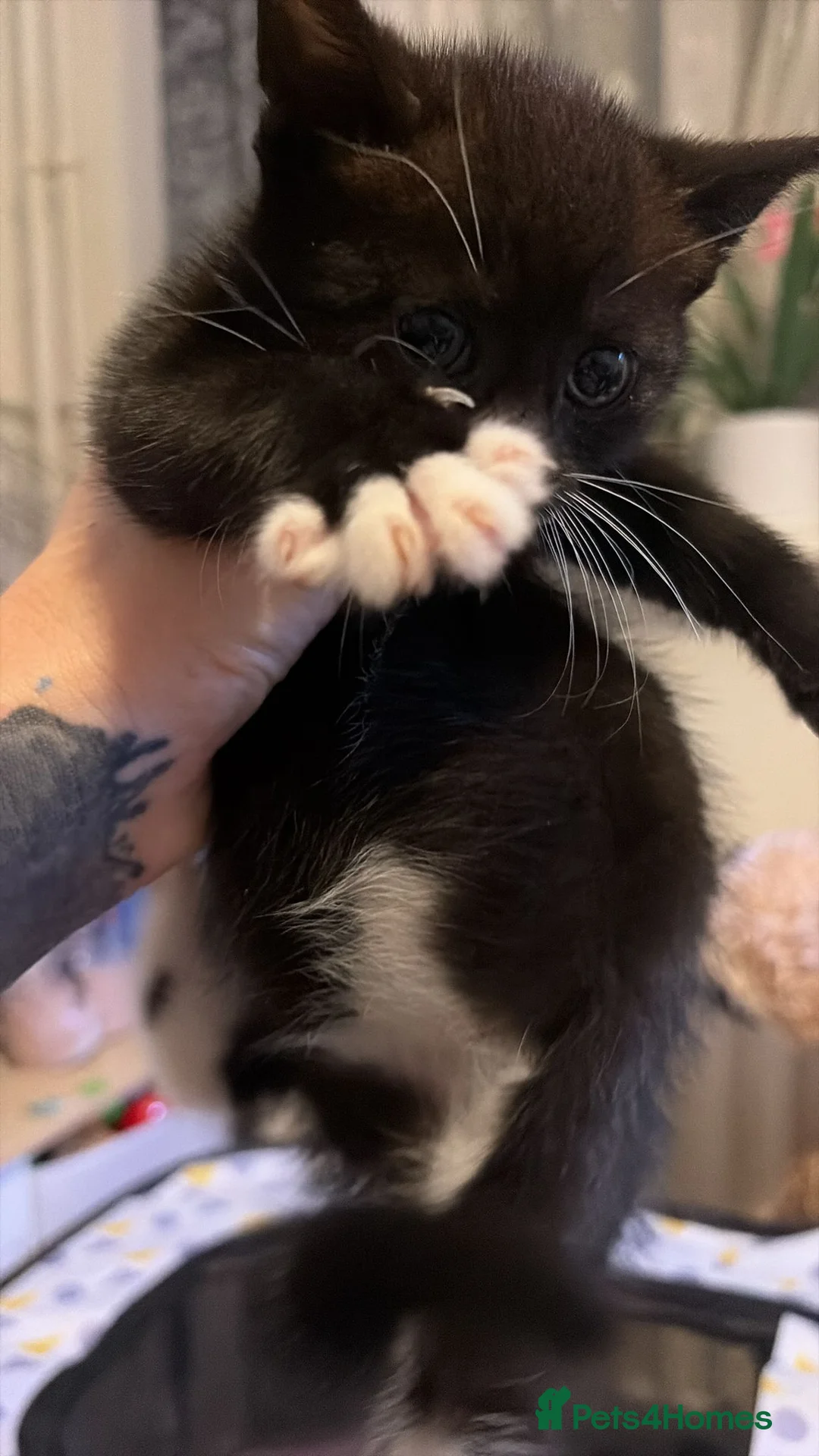 Mixed Breed cats for sale: Beautiful kittens  - Advert 6