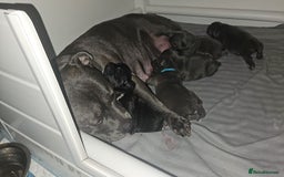 Staffordshire Bull Terrier dogs for sale: Stunning litter of Blue & Black Puppies - Advert 10