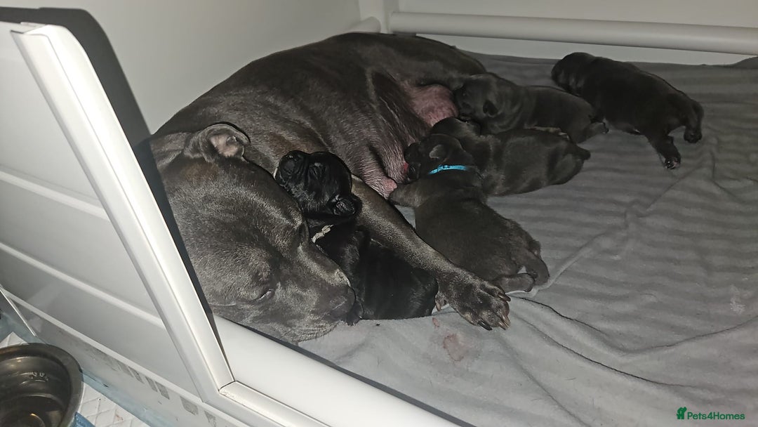 Staffordshire Bull Terrier dogs for sale: Stunning litter of Blue & Black Puppies - Advert 10