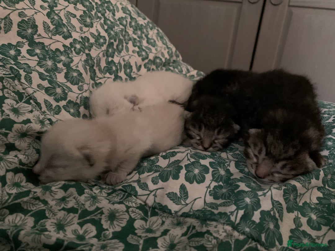 Siamese cats for sale: 🐾✨ White Siamese Maggir Became a Mum! ✨🐾 - Advert 32