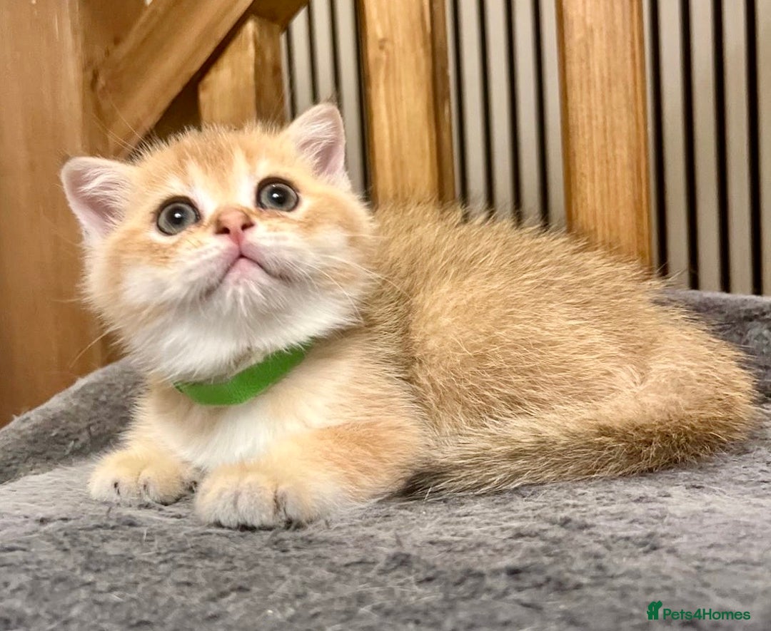 British Shorthair cats for sale: Fully pedigree kittens - Advert 2