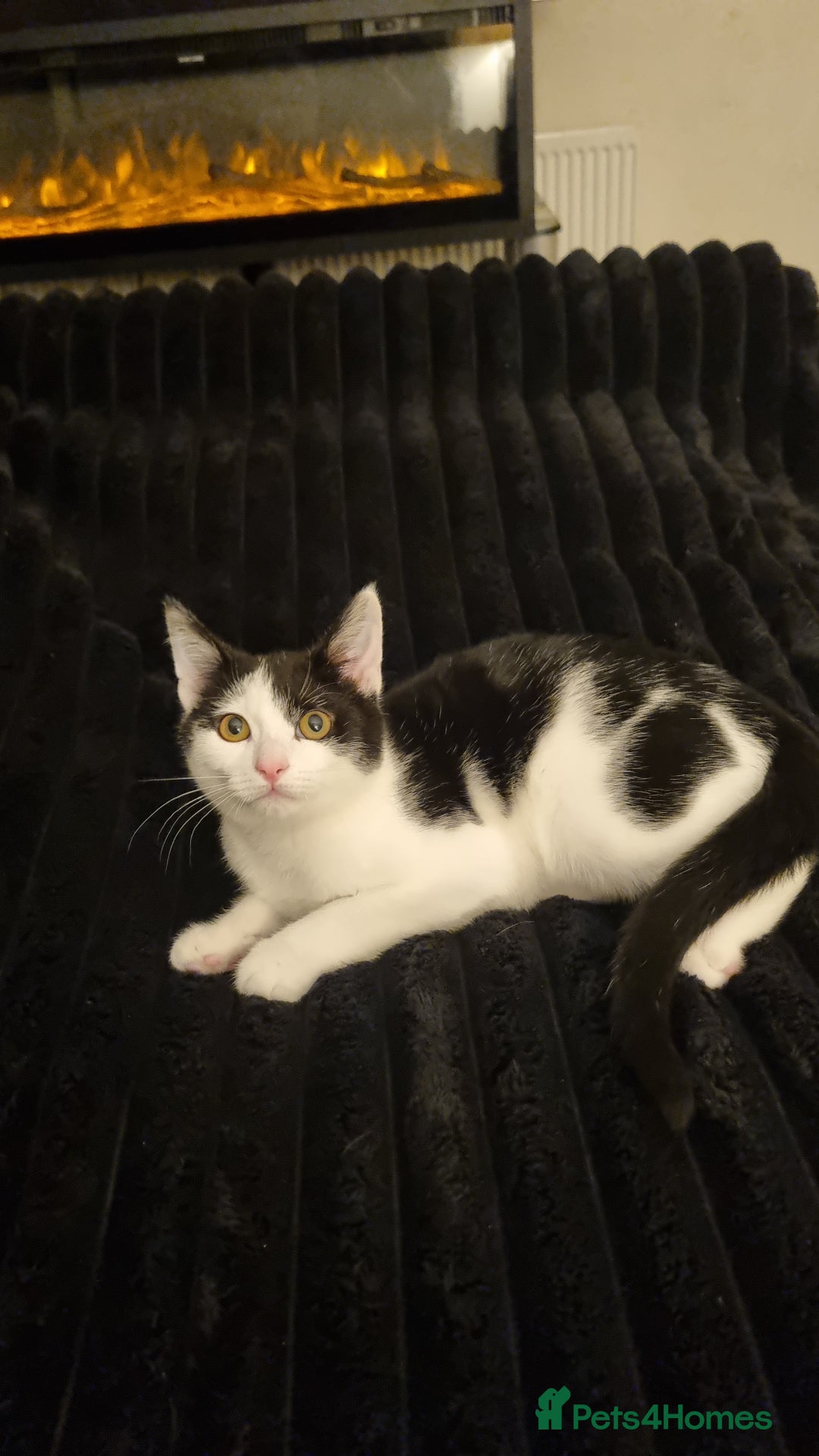 Domestic Shorthair cats for sale: Lovely Male Kitten - Advert 1