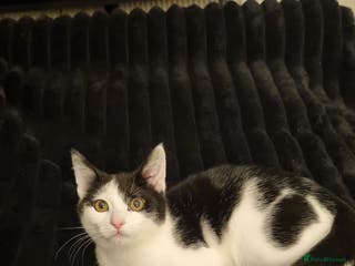 Domestic Shorthair cats Lovely Male Kitten - Advert 14