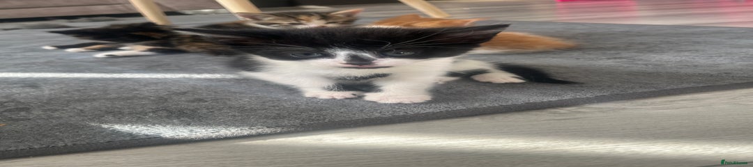 Mixed Breed Kitten 3