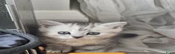 British Longhair cats for sale: Most Beautiful British Longhair Kittens - Advert 16