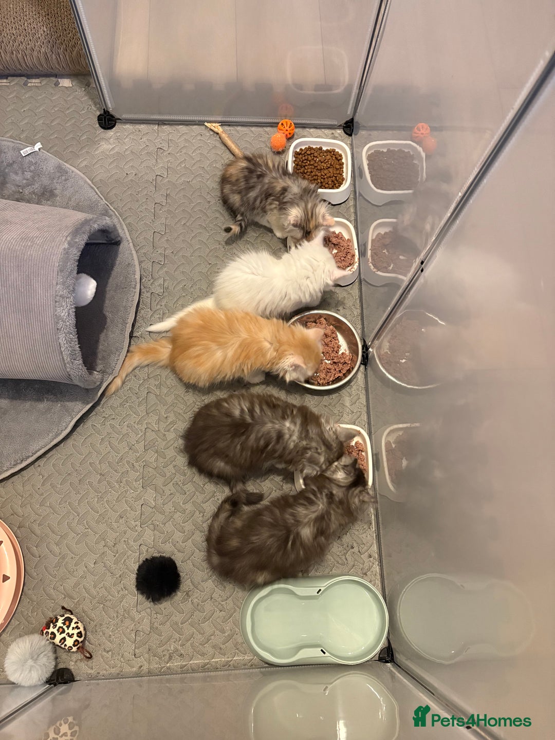 Mixed Breed cats for sale: Stunning Maine coon x Scottish Fold kittens - Advert 6