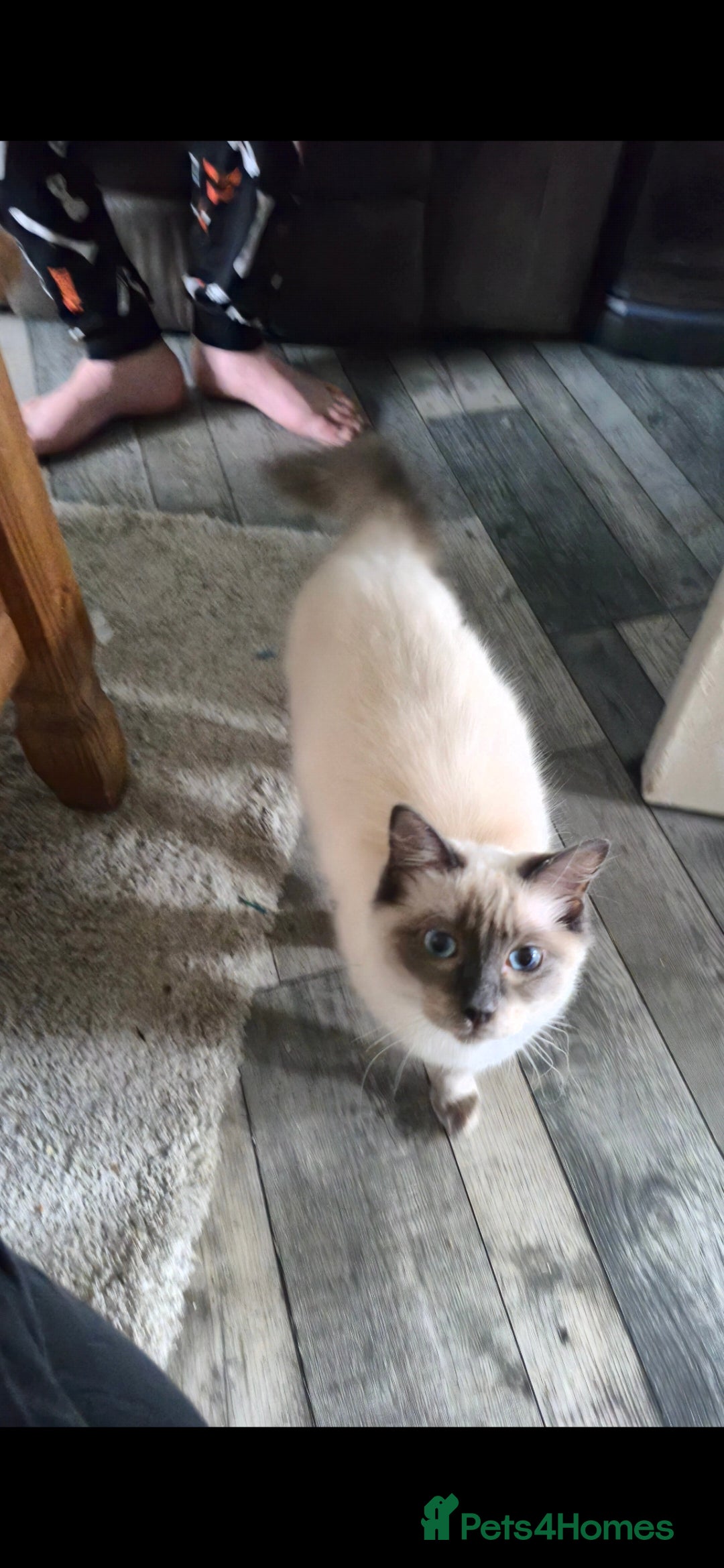 Ragdoll cats for sale: Ragdoll male 6 months old.  - Advert 2