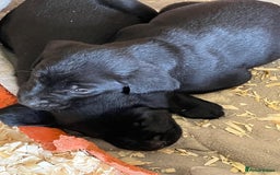 Labrador Retriever dogs for sale: Pedigree Labrador puppies - Image 2