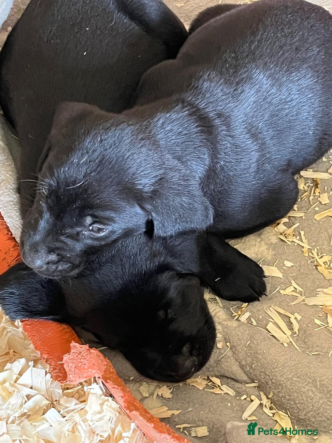Labrador Retriever dogs for sale: Pedigree Labrador puppies - Image 2